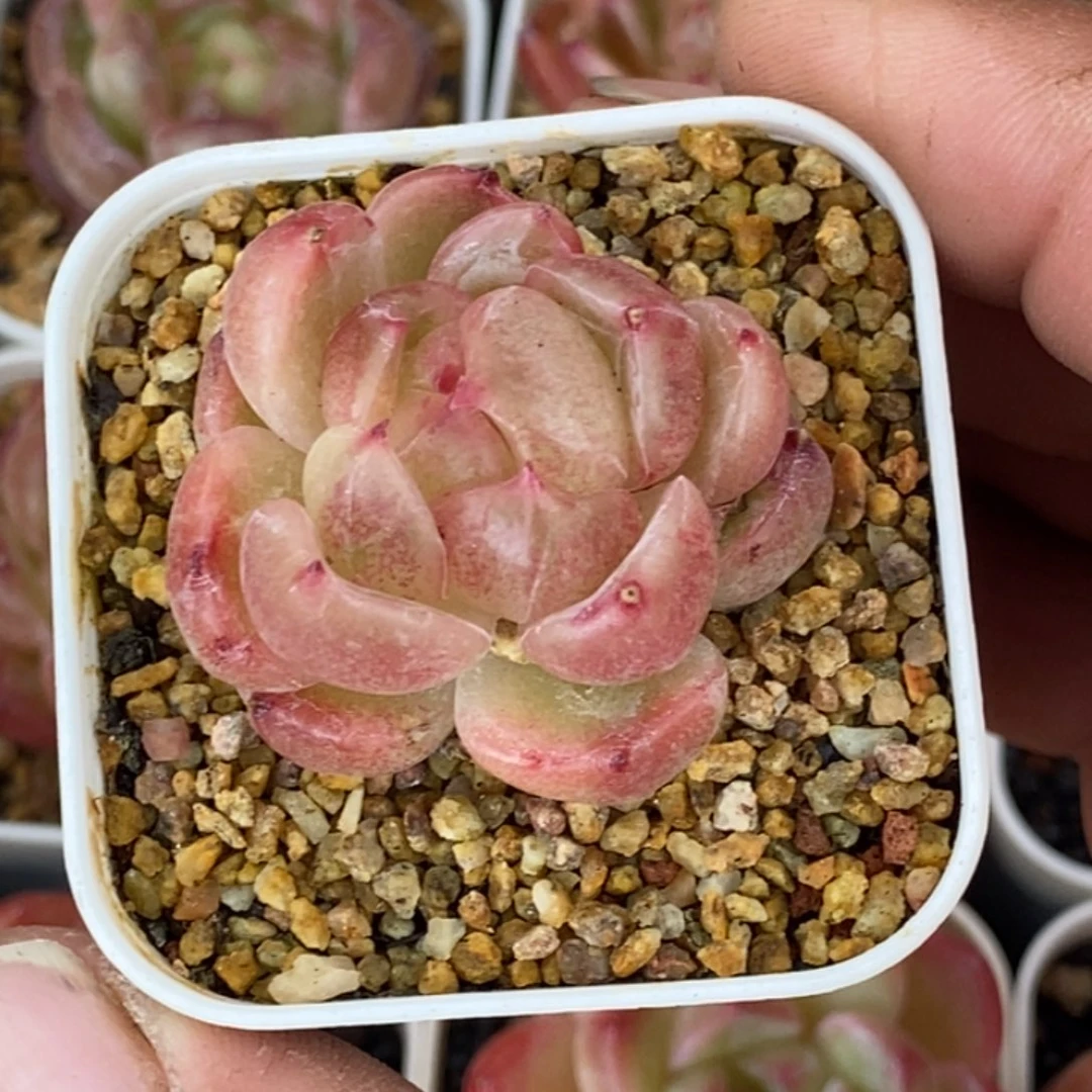 天官赐福百无禁忌