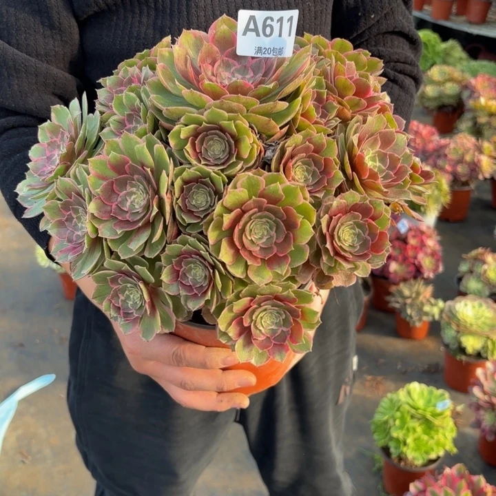 瑞妈，，。。。。。611花妖，