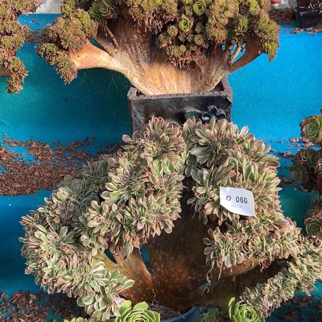 粉女郎 D060号 所见所得