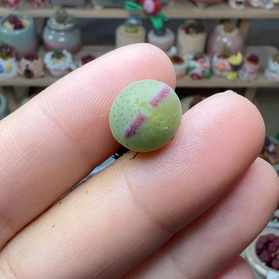 Y***i多肉植物67号少将