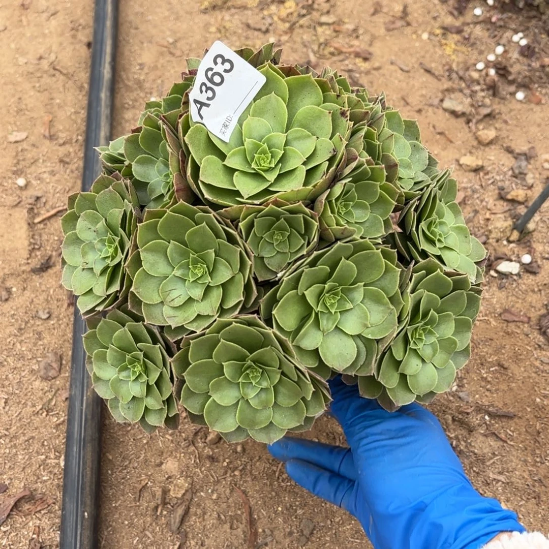 圣罗兰断枝不包363