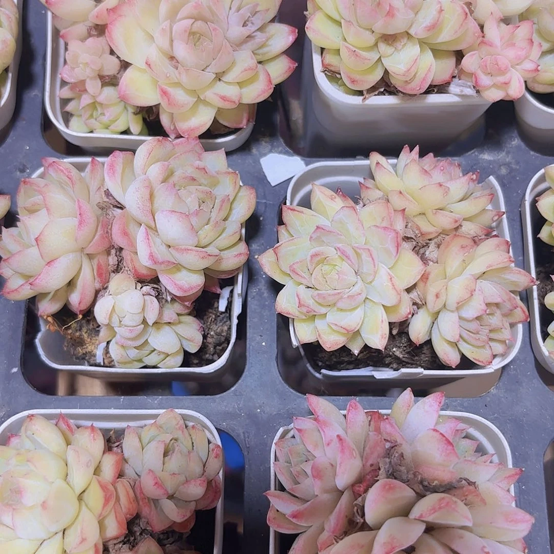 精品粉色女王多肉植物