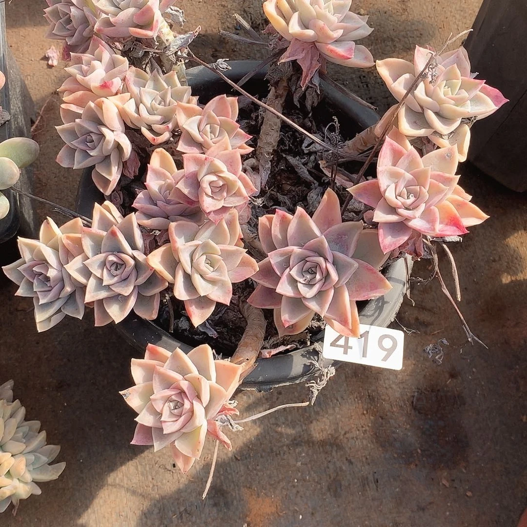 419哈利一物一拍多肉