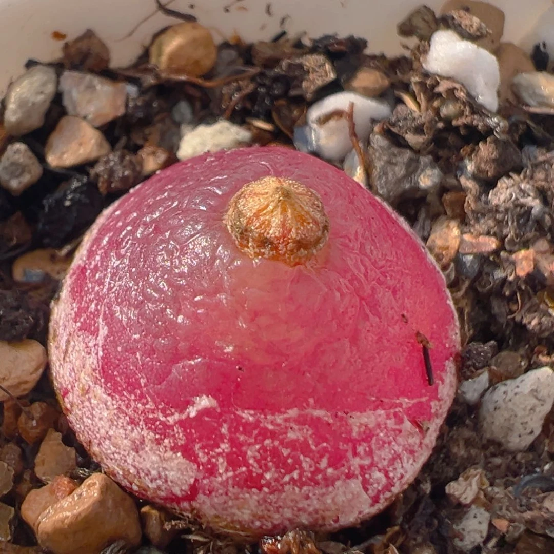 130多肉植物百科知识