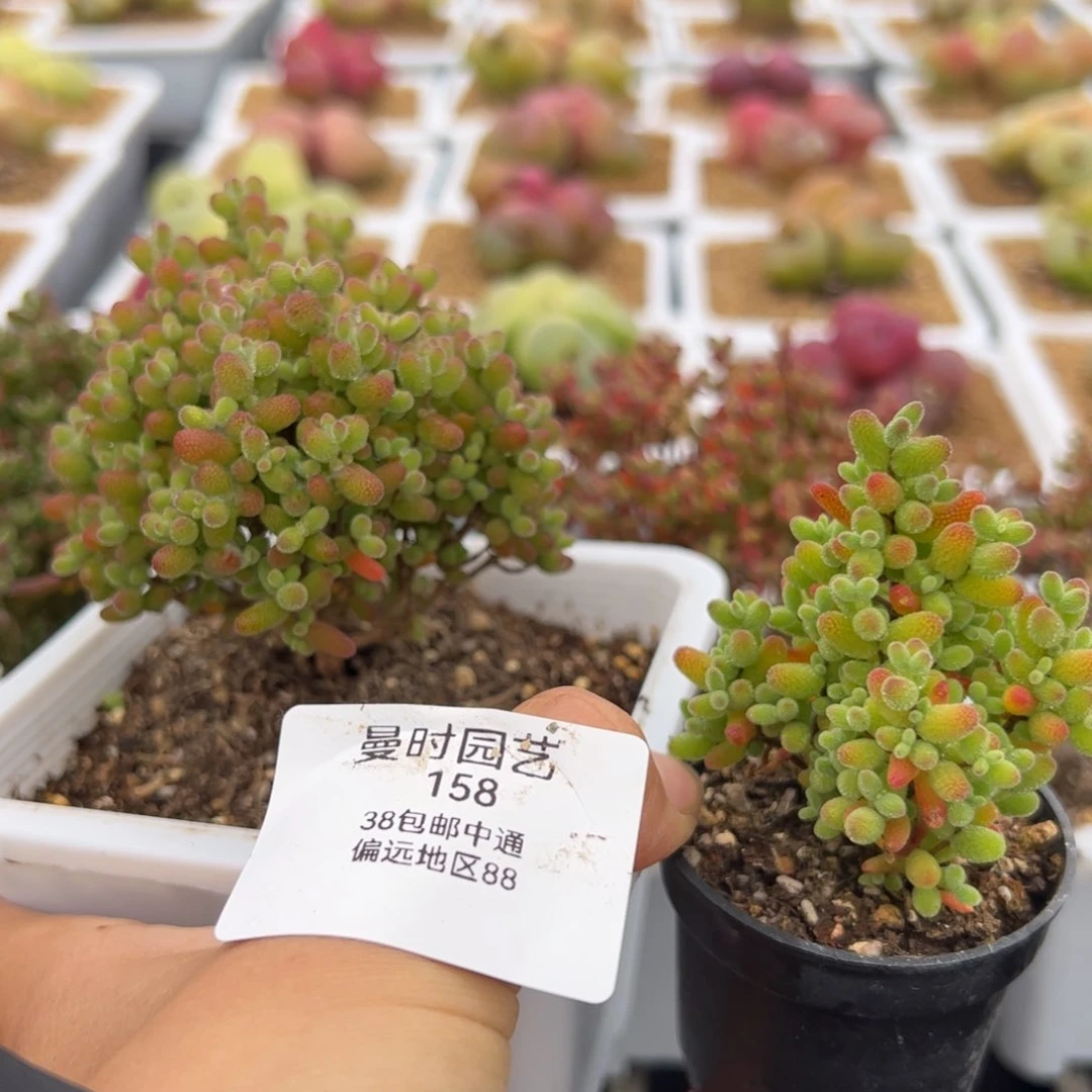 ?**?158号金桔糖球2.27多肉