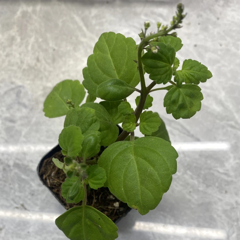 爱氏长寿草稀有多肉植物