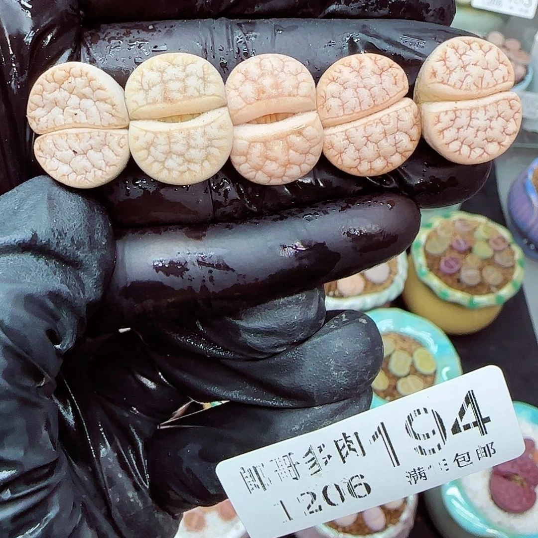 生石花满18包邮1206-