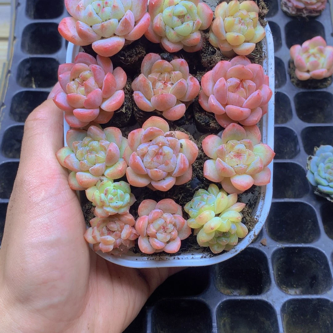 我要去看你了啊我072