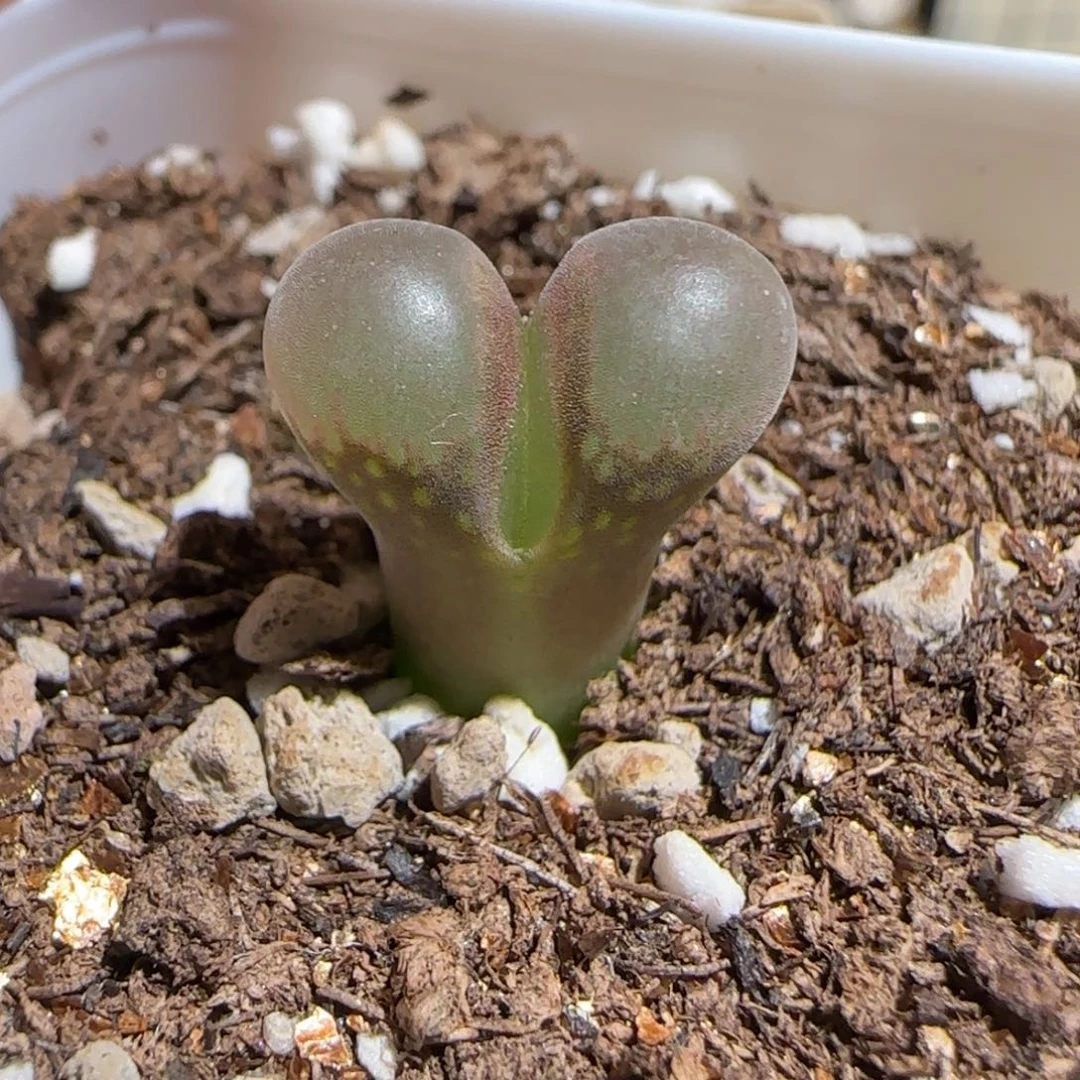 肉锥多肉植物组合-pa212、610