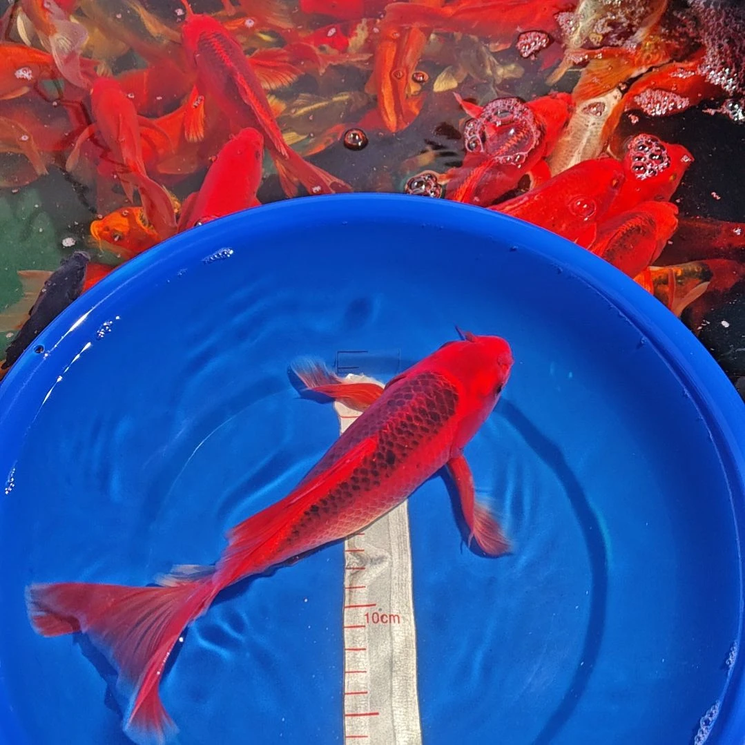 中国大陆冷水观赏鱼蝴蝶鲤