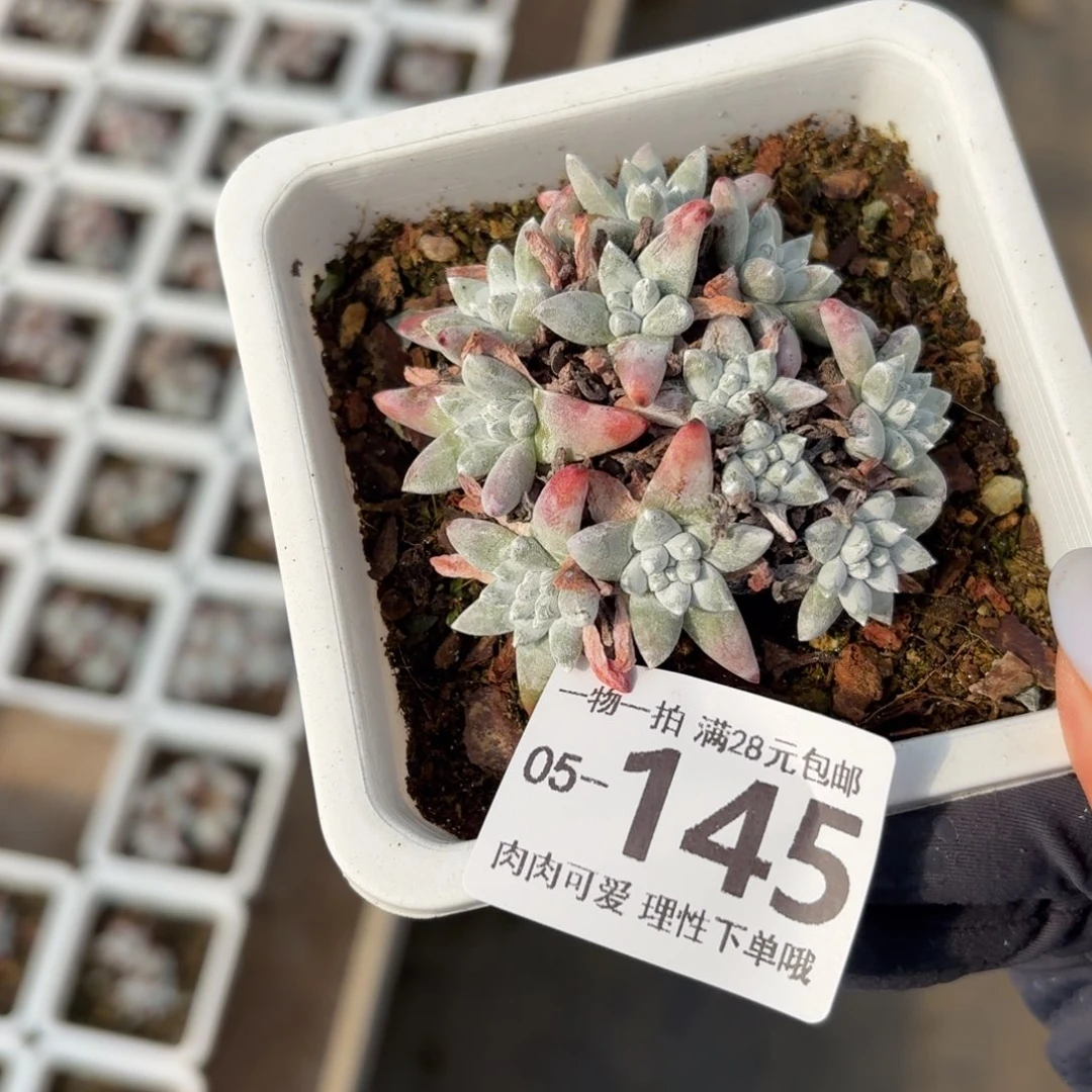 白菊无盆土发货无