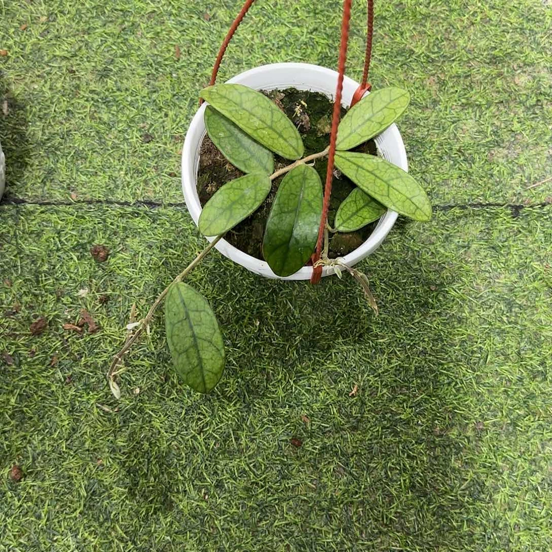 无花朵花叶香花一物一拍