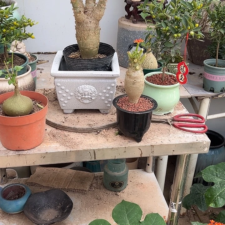 完全开放块根植物佛肚海棠