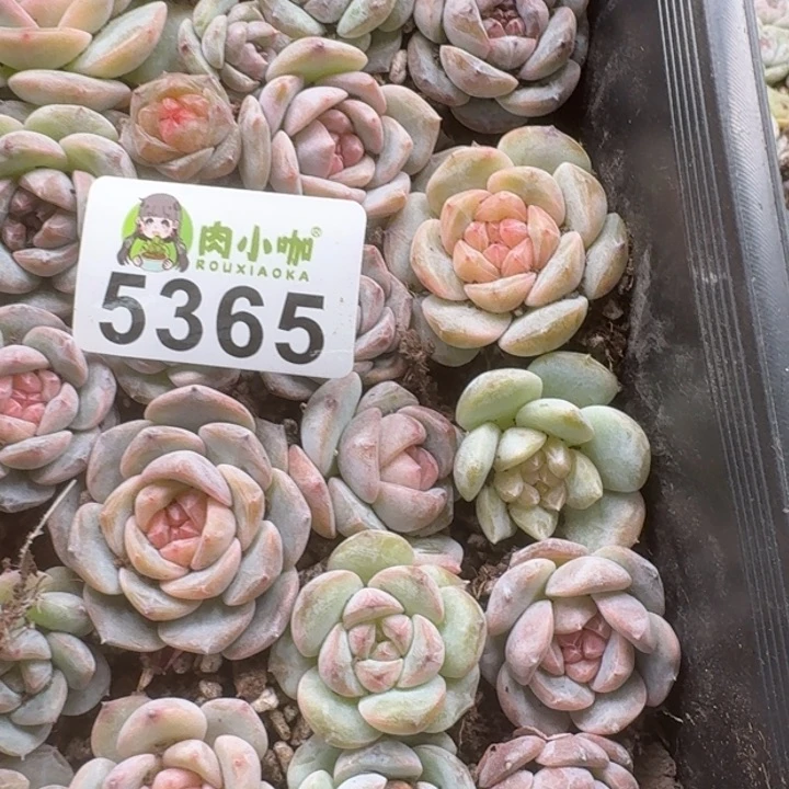 粉****?多肉植物多肉植物