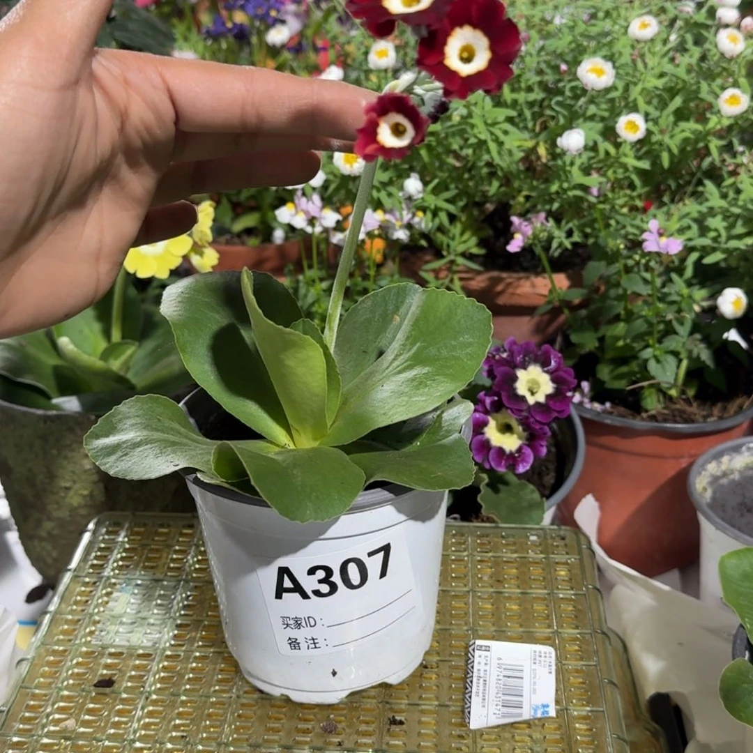 一物一拍耳叶报春A307