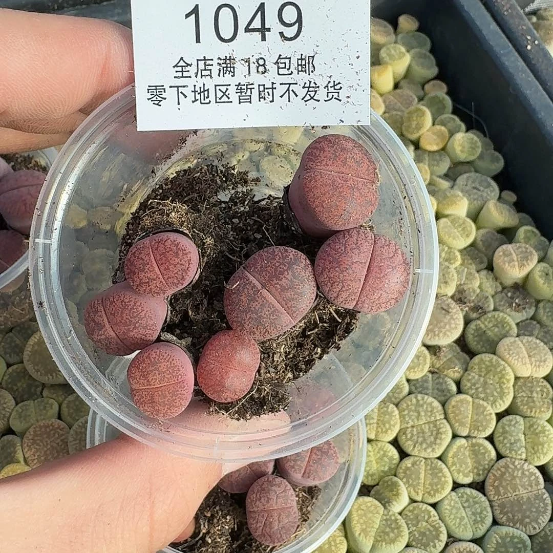 1049哈哈哈哈哈哈哈