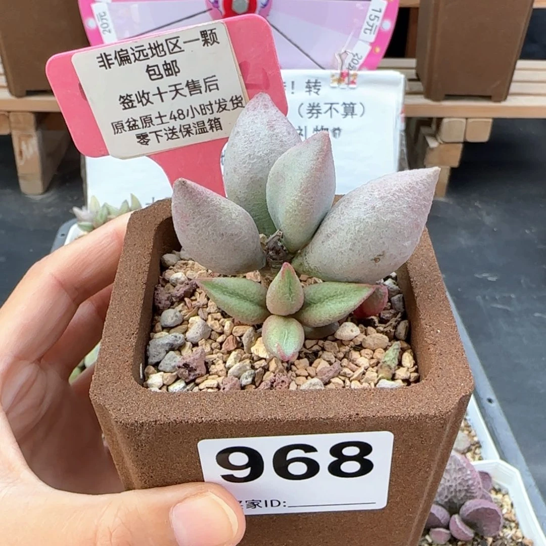 968哈弗多肉植物