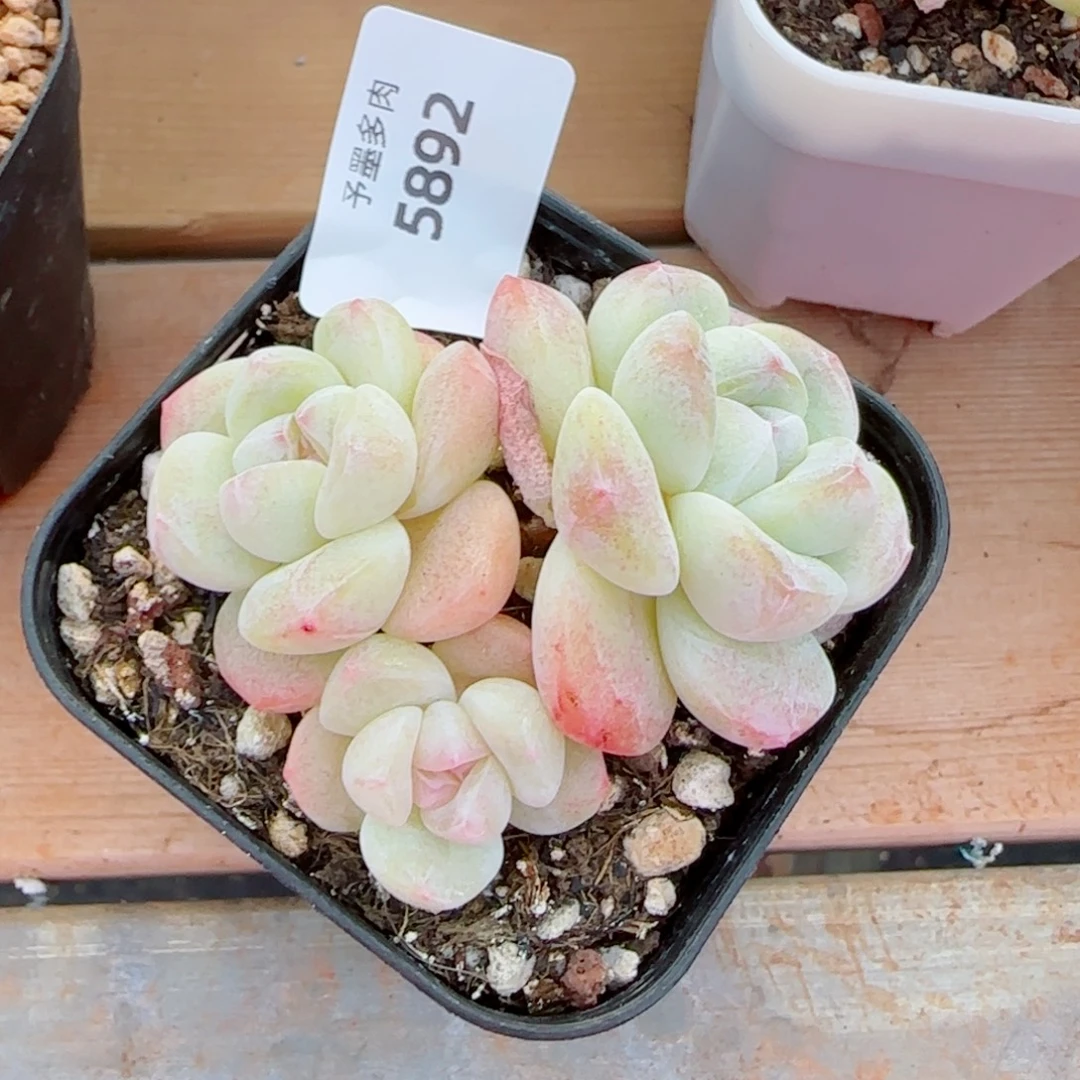 白底奶油冰玉，5892多肉植物