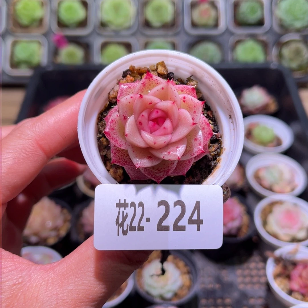 花利美22-224麦秆