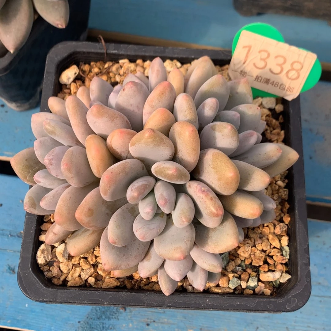 三明治美人无砍平头1338