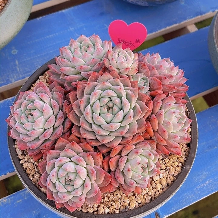 玉*红体阿尔巴佳人，多肉植物