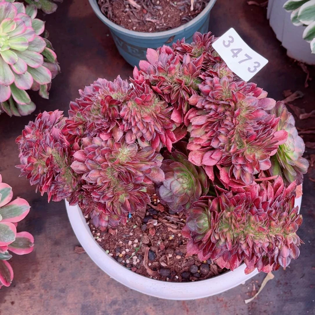 抹茶缀多肉发货发货