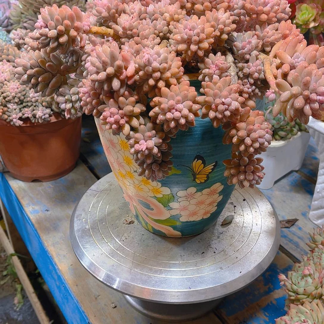 可***宝多肉植物保护研究所