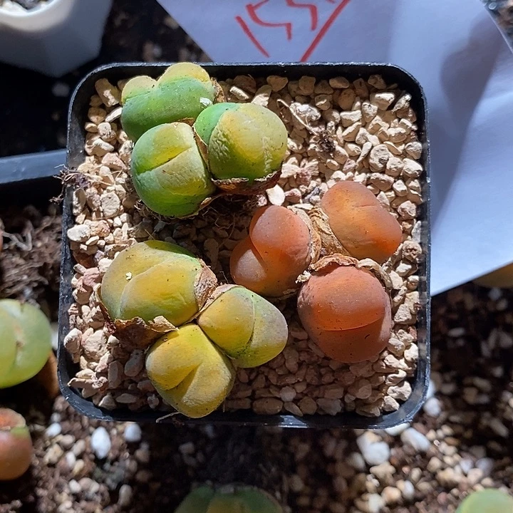 15348。   一组。