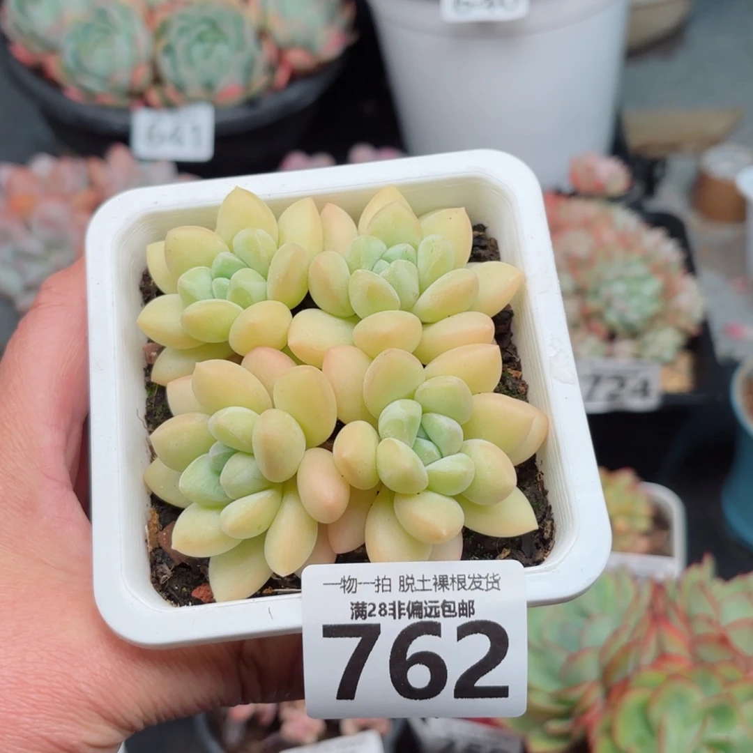 泡泡糖整群无盆土发货