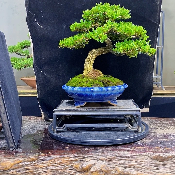 无花朵M黄杨盆景四季常青