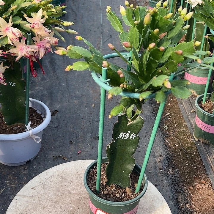 双色蟹爪兰尾号2473