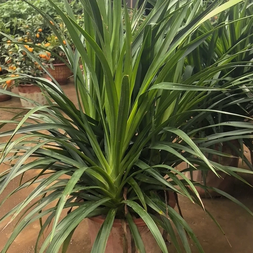 绿色，防辐射，氧气多只卖西藏