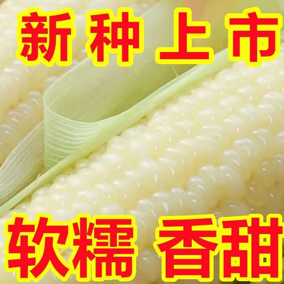 现摘现发新鲜白玉米甜糯白玉米带壳嫩甜牛奶玉米苞谷整箱批