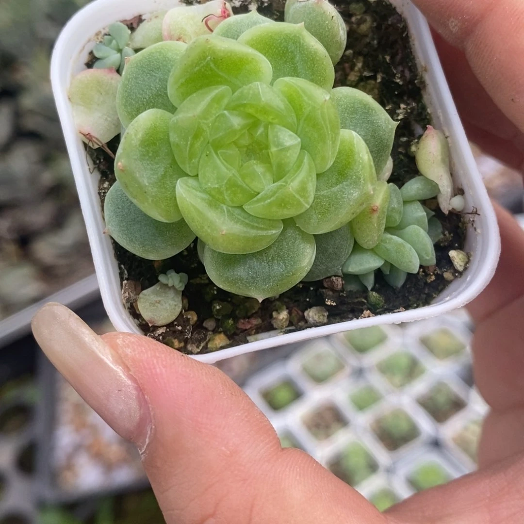 橘*糖啦啦啦啦啦啦