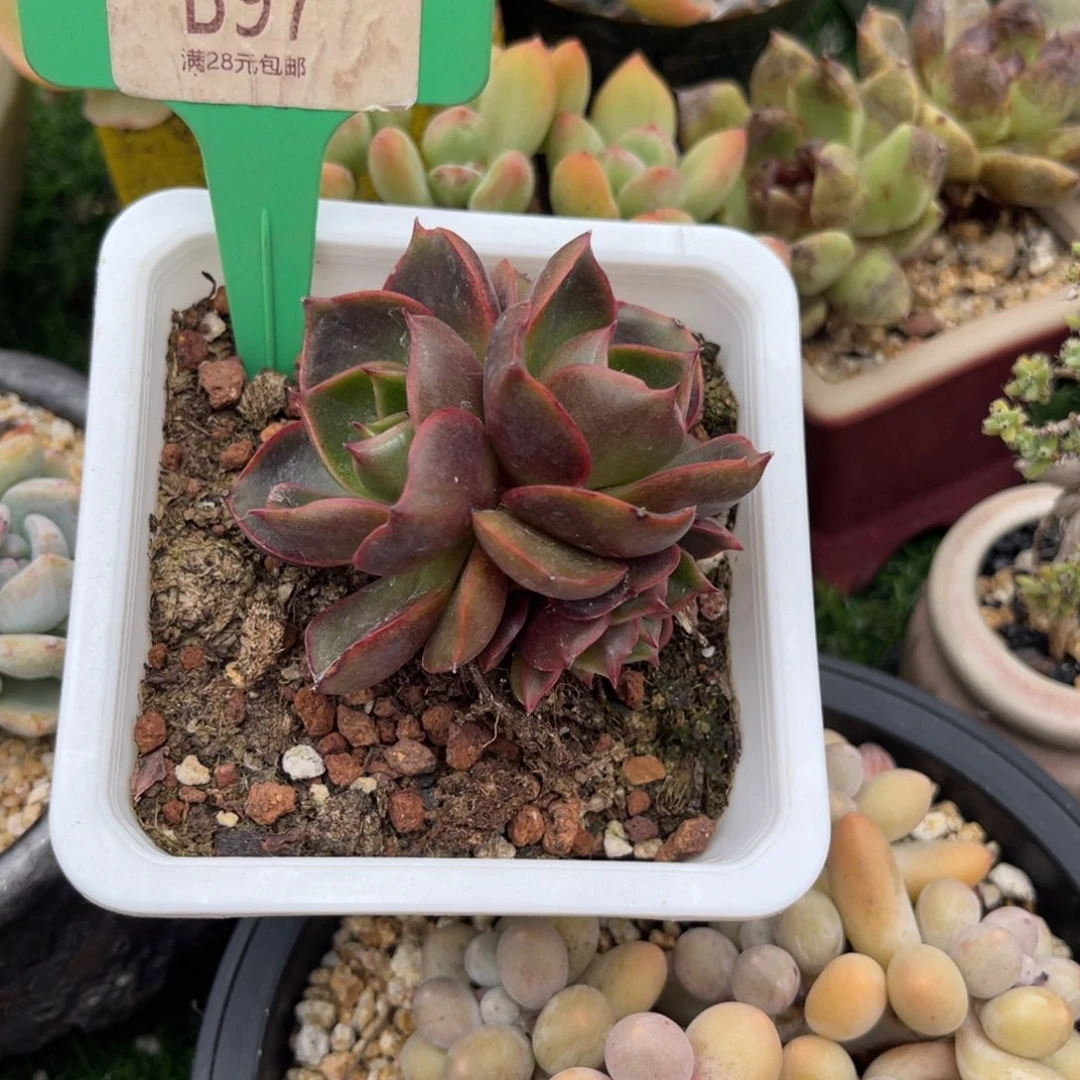 多肉植物一物一拍