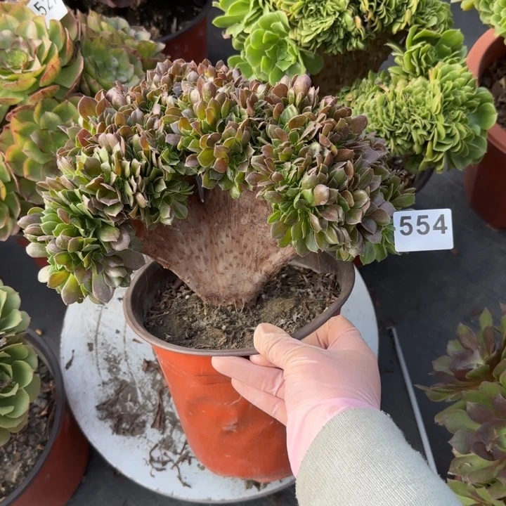 多肉植物玫瑰缀554