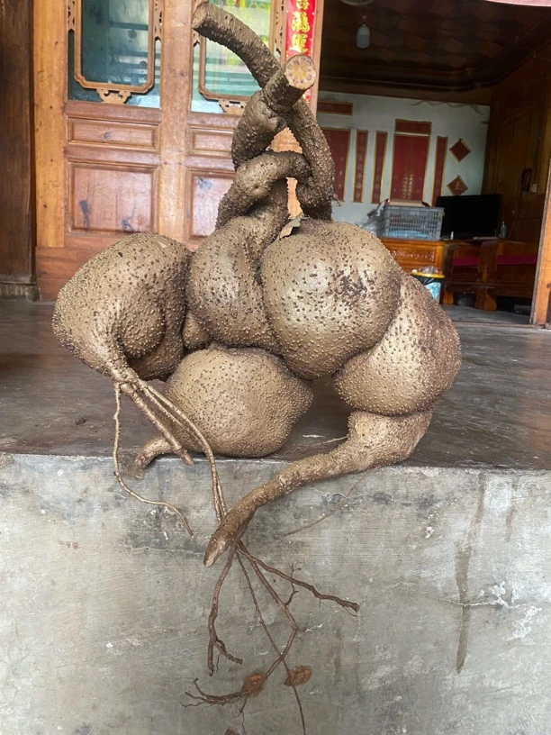 血藤山乌龟植物爬藤室内室外盆景盆栽肉肉绿植物