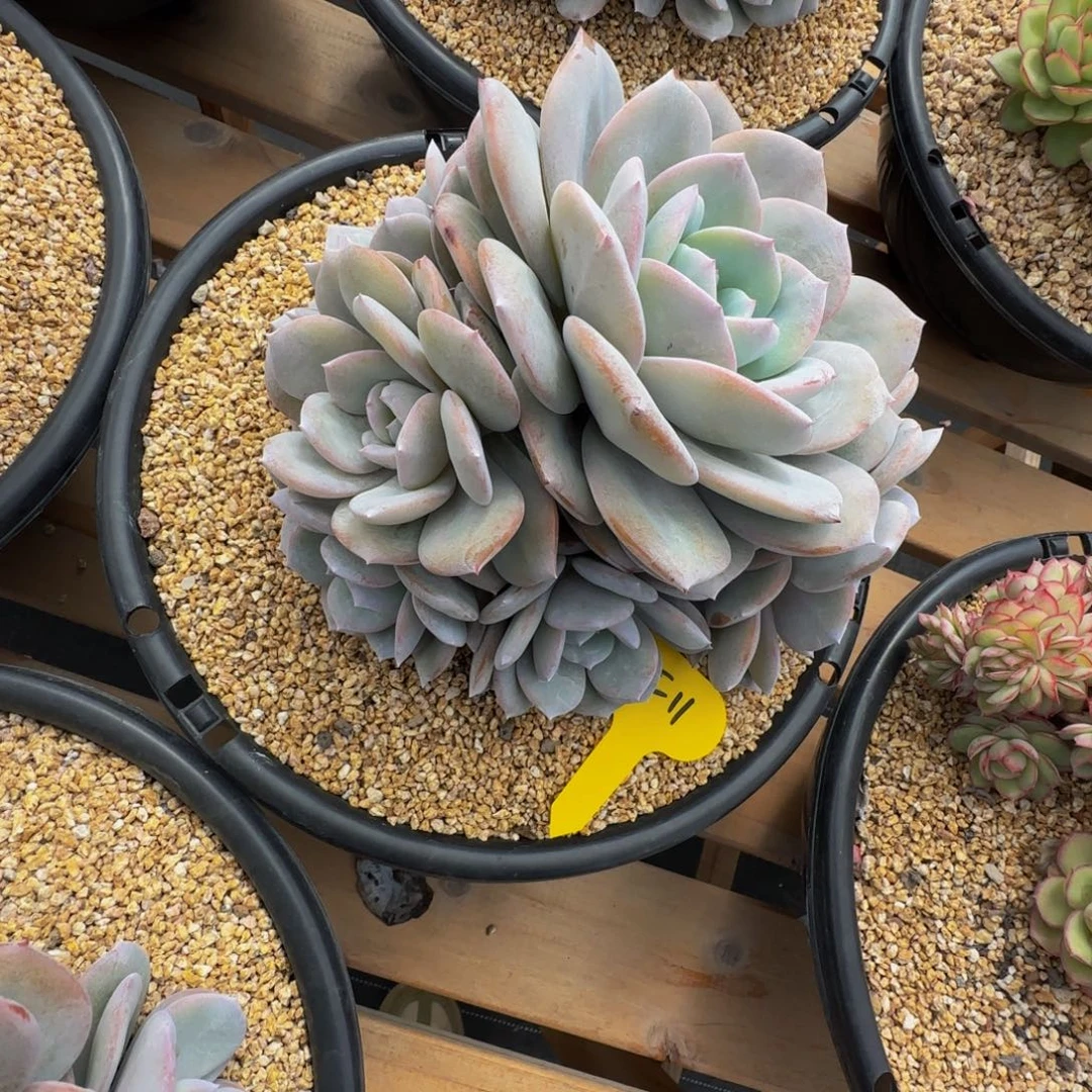 渣***吻f11奶茶群生呀呀呀