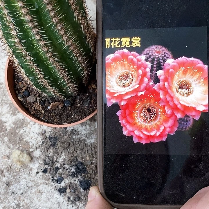 尼桑丽花，25899999
