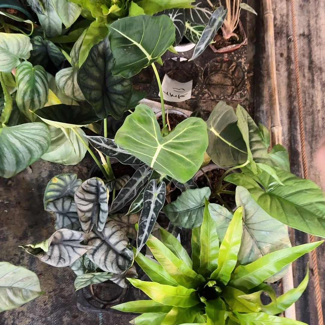 不开花植物一物一拍套餐40