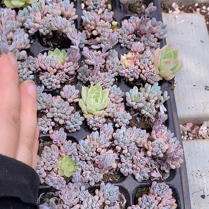 95 多肉植物盆栽花卉