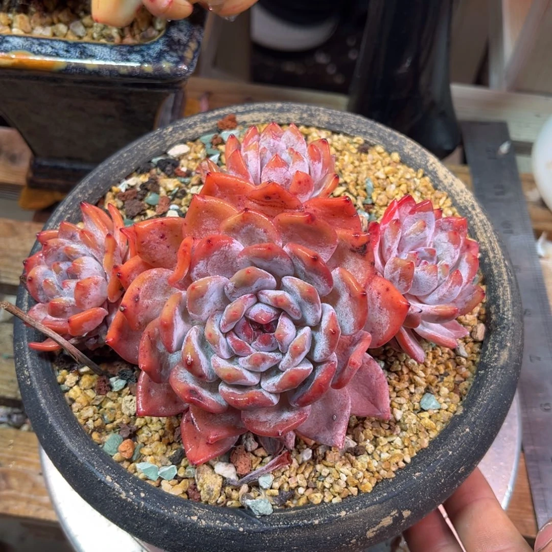 鸟橙doutajinjinjinoni