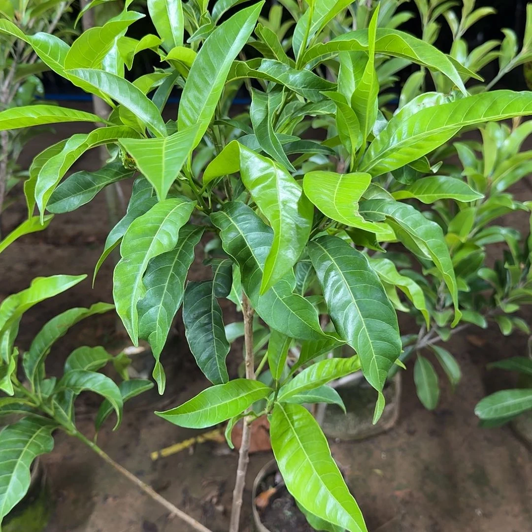 闽***典当前无花栽培后可以开花黄晶果