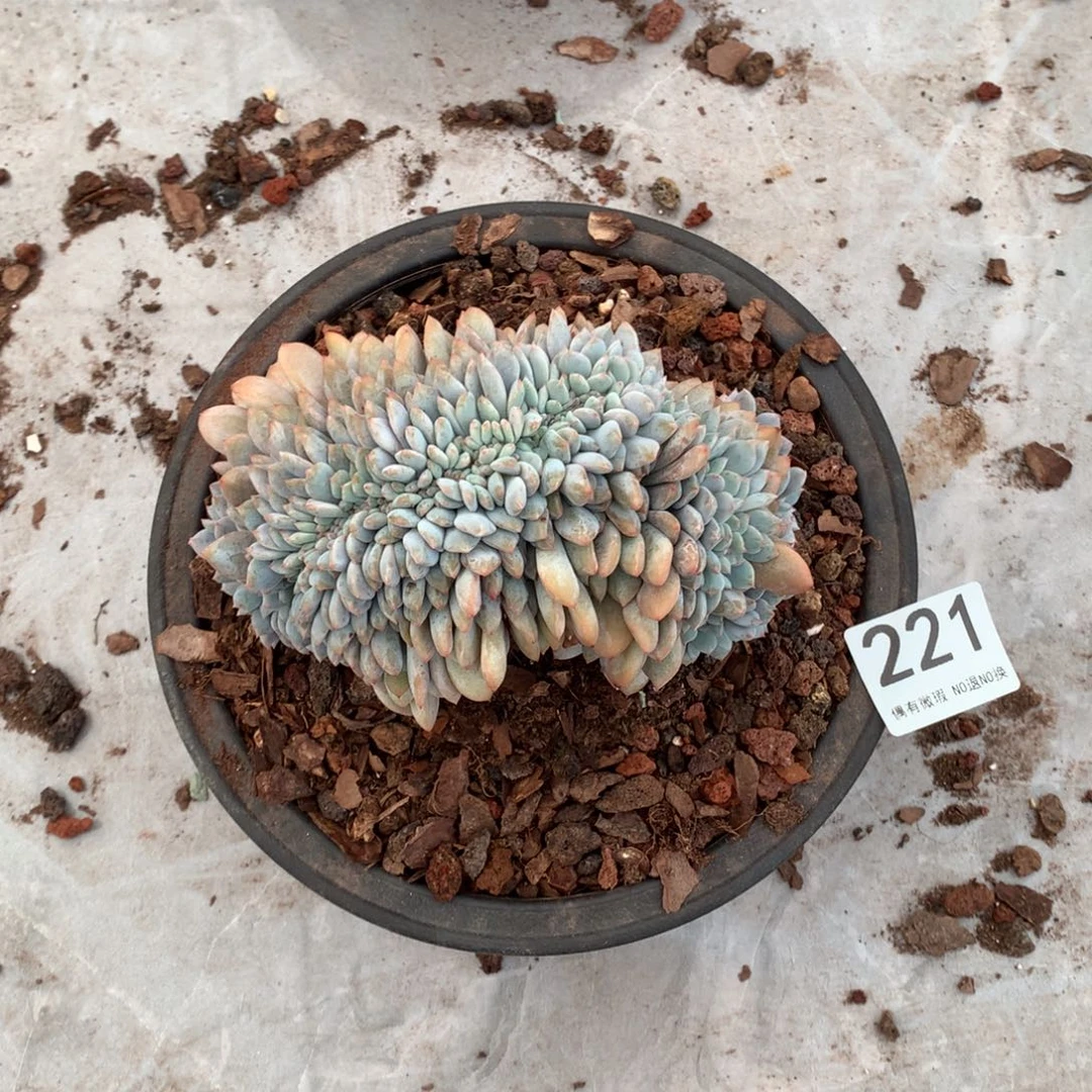 221橙子缀化多肉植物