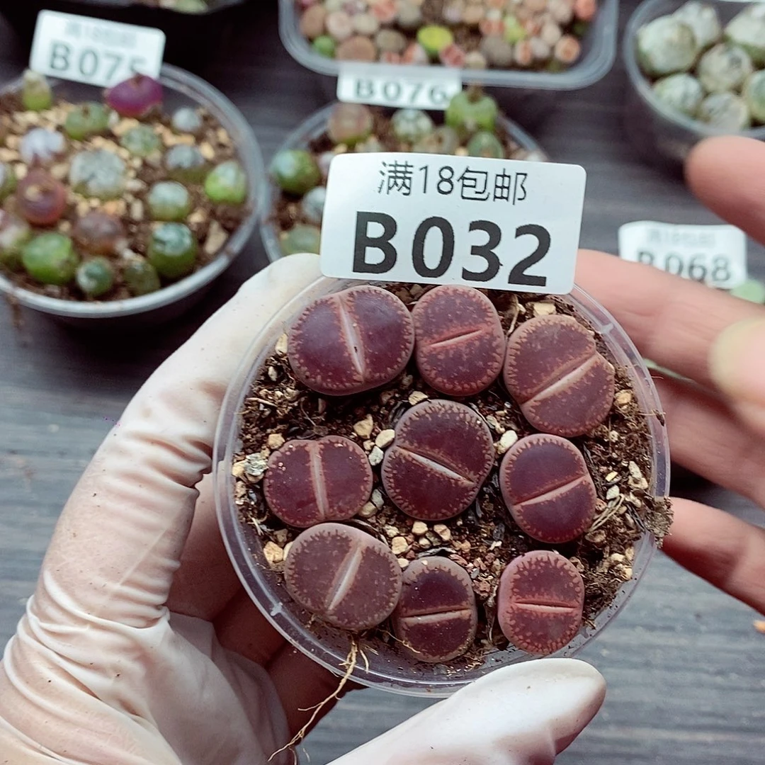 32啦咯啦咯啦咯啦咯