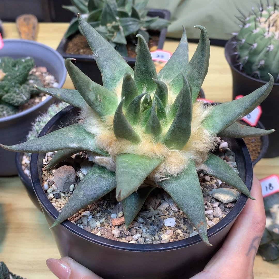 32号  苗接 龙牙岩牡丹14公分 无根