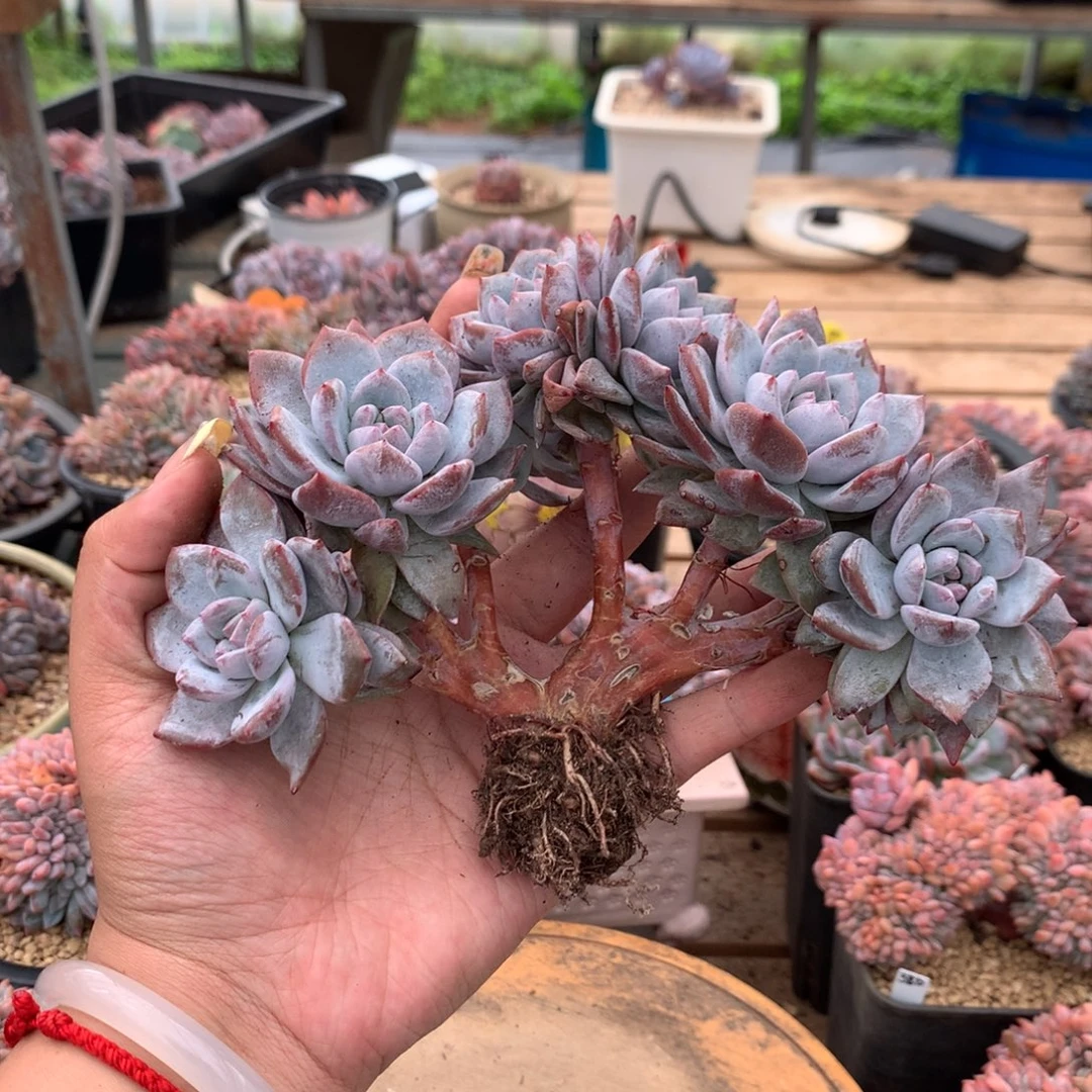 多头石榴籽星影树