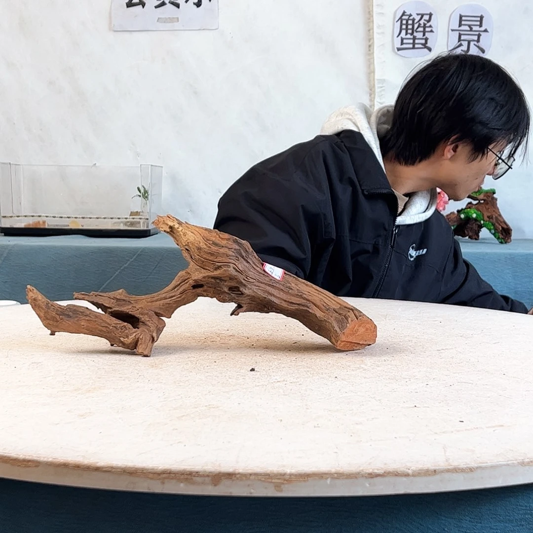 沉木造景爬宠造景