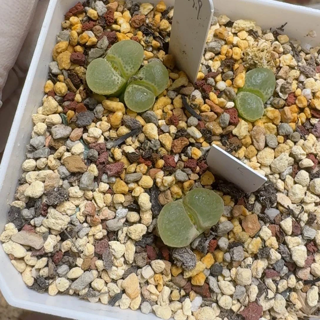 煮**茶0113-34粉樱肉锥
