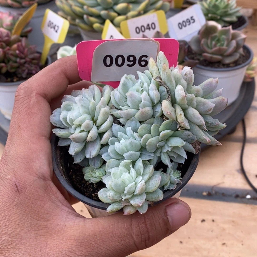 0096东元杂哈哈哈哈